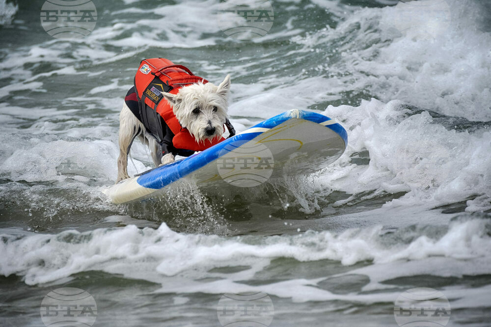 Huntington Beach Dog Surfing