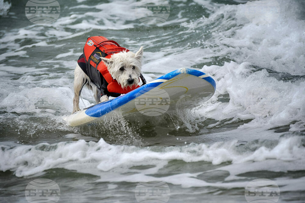 Huntington Beach Dog Surfing
