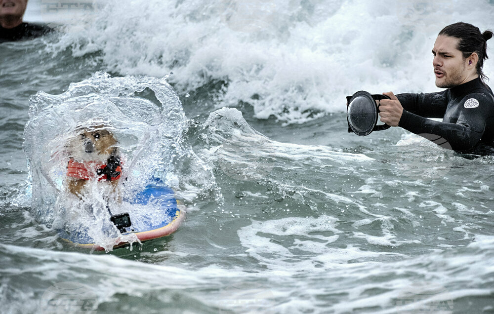 Huntington Beach Dog Surfing