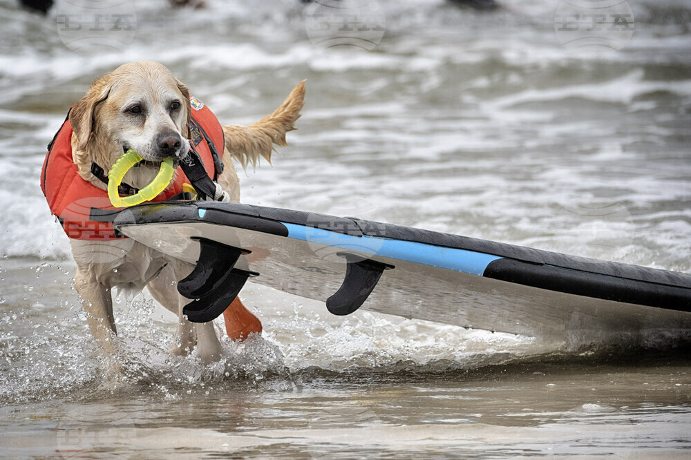 Huntington Beach Dog Surfing