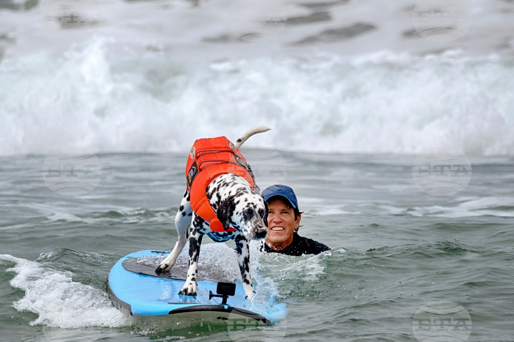 Huntington Beach Dog Surfing