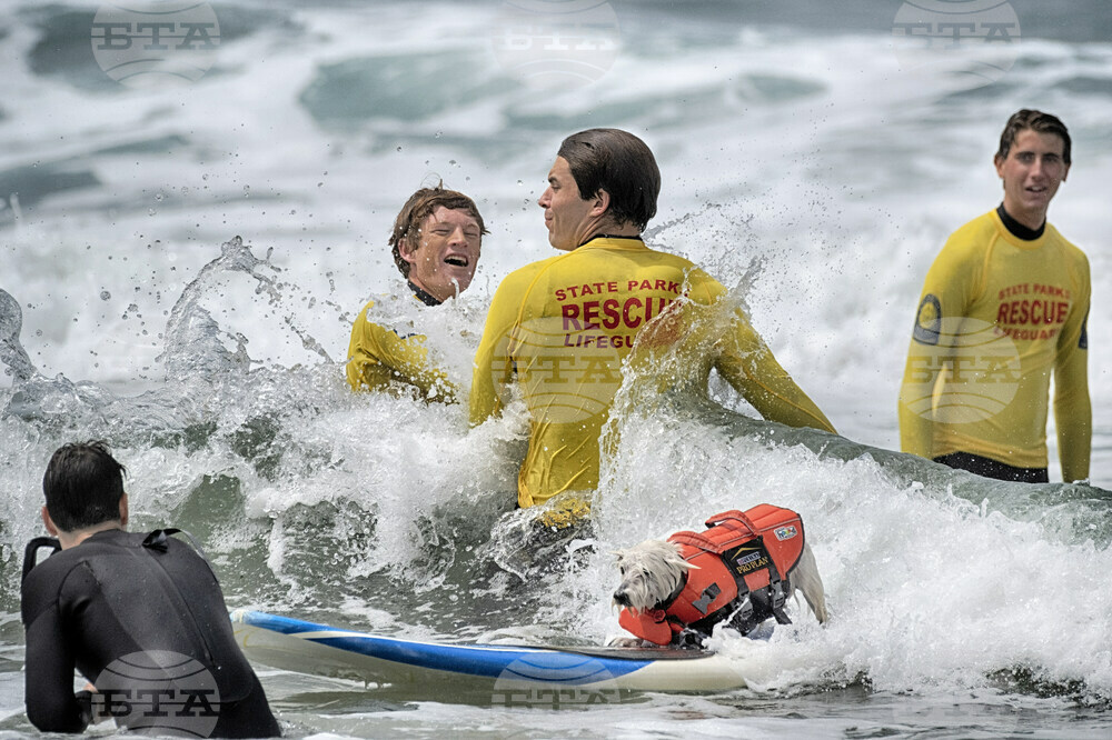 Huntington Beach Dog Surfing