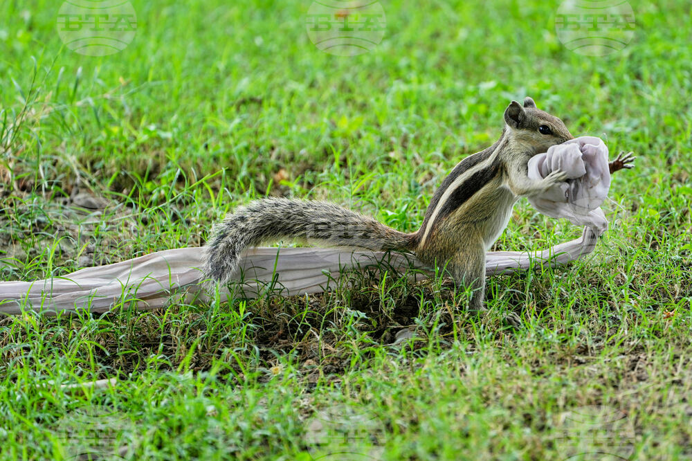 India Nature