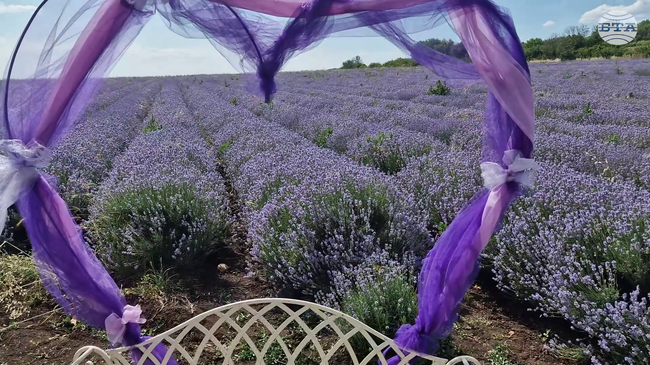 Международният фестивал на лавандулата за четвърти път превърна Чирпан в столица на ароматния лилав цвят