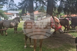 Троян - Село Орешак - изложение на български тежковозни коне
