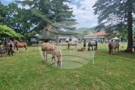 Троян - Село Орешак - изложение на български тежковозни коне