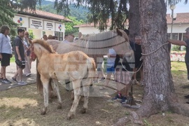 Троян - Село Орешак - изложение на български тежковозни коне
