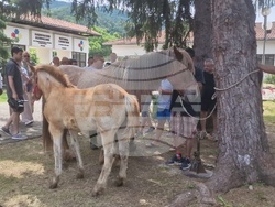 Троян - Село Орешак - изложение на български тежковозни коне