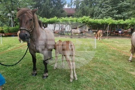 Троян - Село Орешак - изложение на български тежковозни коне