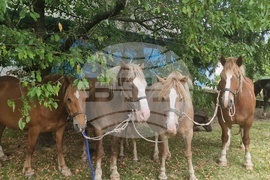 Троян - Село Орешак - изложение на български тежковозни коне