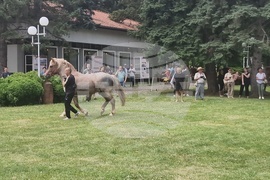Троян - Село Орешак - изложение на български тежковозни коне