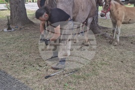 Троян - Село Орешак - изложение на български тежковозни коне