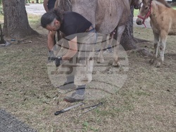 Троян - Село Орешак - изложение на български тежковозни коне