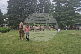 Троян - Село Орешак - изложение на български тежковозни коне