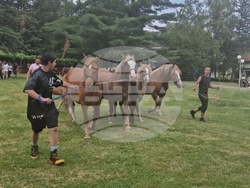 Троян - Село Орешак - изложение на български тежковозни коне