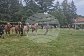 Троян - Село Орешак - изложение на български тежковозни коне