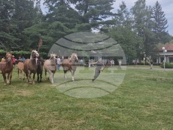Троян - Село Орешак - изложение на български тежковозни коне