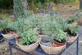 Село Баня - "По Еньовден на събор край Тунджа" - празник