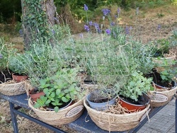 Село Баня - "По Еньовден на събор край Тунджа" - празник