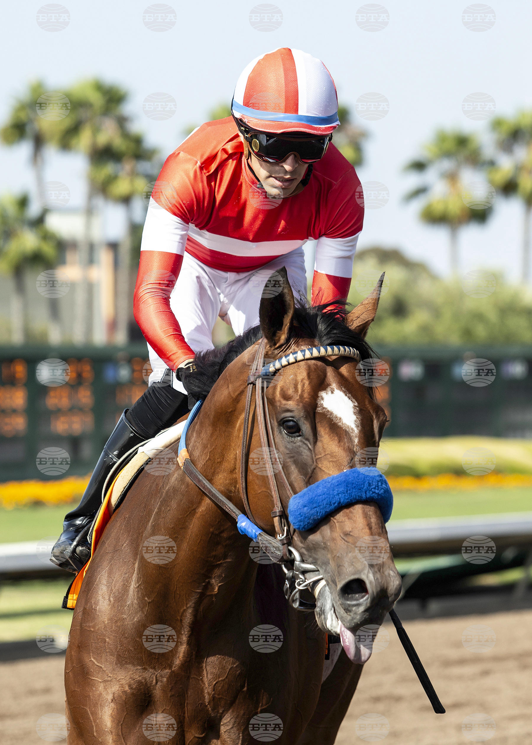 Los Alamitos Horse Racing