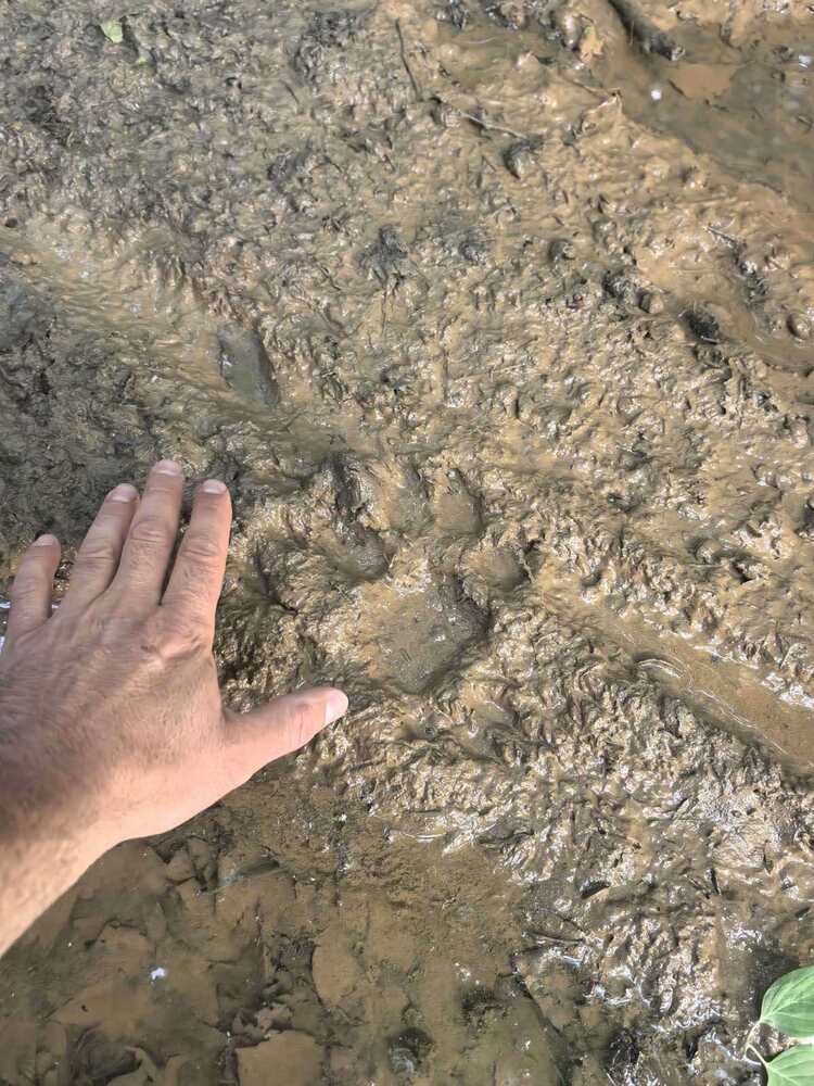 Нов сигнал за опасния хищник на територията на Природен парк "Шуменско плато" е постъпил в Областната дирекция на МВР В Шумен