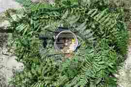 Асеновград - "Белинташ" - Еньовден - празник на билките, слънцето и живителната сила на природата