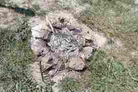 Асеновград - "Белинташ" - Еньовден - празник на билките, слънцето и живителната сила на природата