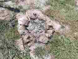 Асеновград - "Белинташ" - Еньовден - празник на билките, слънцето и живителната сила на природата