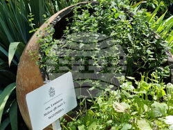 Варна - Музей на медицината - лечебни практики