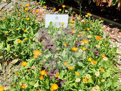 Варна - Музей на медицината - лечебни практики