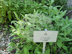 Варна - Музей на медицината - лечебни практики