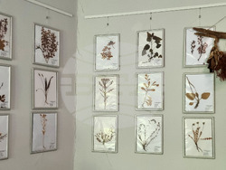 Варна - Музей на медицината - лечебни практики