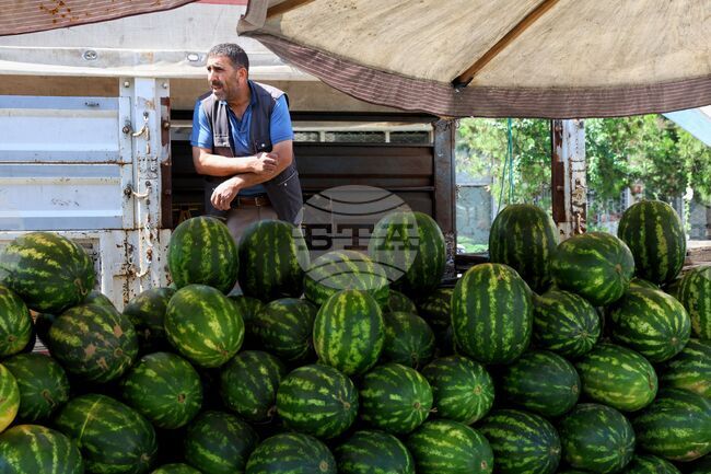 В днешния ден на динята любопитни подробности за приложението ѝ - като козметика, лекарство и дори биогориво, разказват архивите на БТА