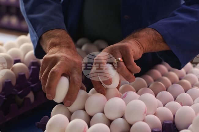 Проучване откри опасни за здравето вещества в яйца в Гърция