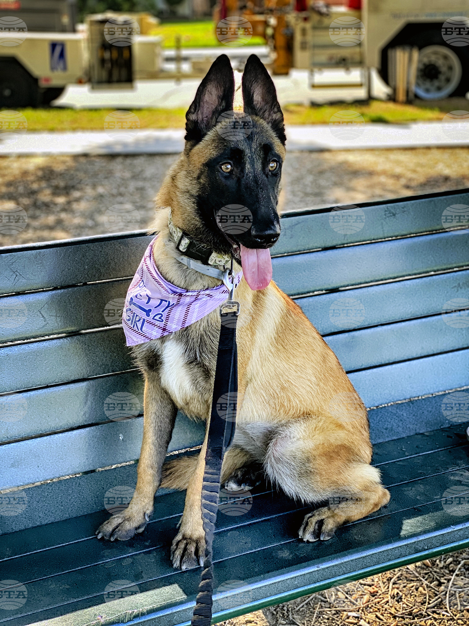 Dog Deaths Trainer