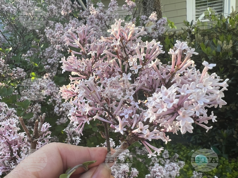 Gardening-Fragrant Flowers
