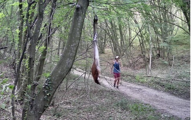 Мъж е тичал с кучето си в района, в който издирват хищника в Природен парк „Шуменско плато“, подобно поведение е опасно, предупреждават експерти