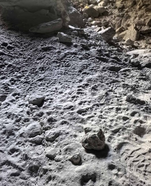 Активните действия за залавяне на хищника на територията на Природен парк "Шуменско плато“ продължават, съобщиха от ОД на МВР - Шумен