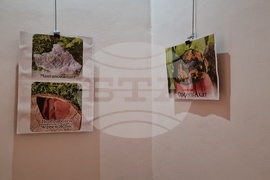 Разград - фестивал - Бели нощи