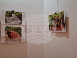 Разград - фестивал - Бели нощи