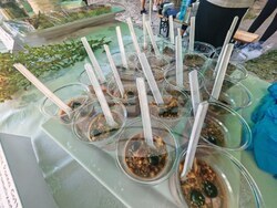 Габрово - Етър - Еньовден