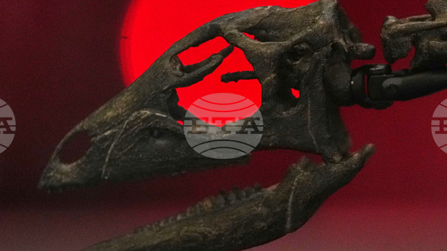 Зъб от морски влечуго показва, че мозазаврите са можели да живеят и в сладки води