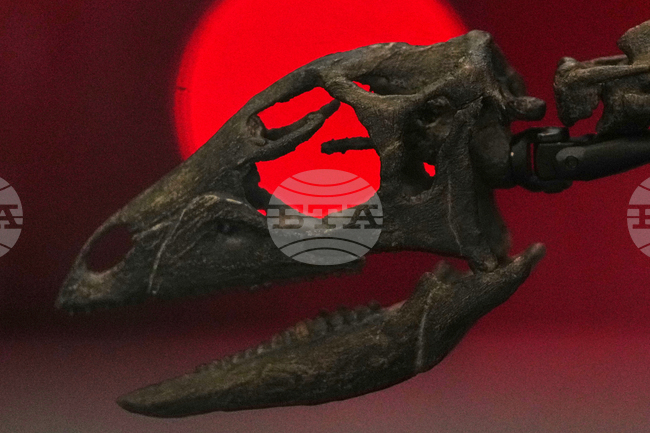 Зъб от морско влечуго показва, че мозазаврите са можели да живеят и в сладки води