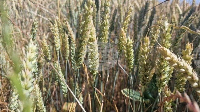 Цените на пшеницата по световните борси са се повишили умерено през октомври, сочи анализ на ССБ