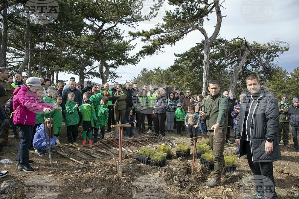 2,000 Black Pine Trees Planted near Stara Zagora