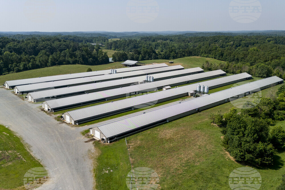 Poultry Farms Georgia