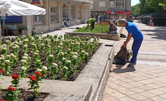 Община Шумен: Днес се оформят корони на дървета по бул. „Симеон Велики“, водачите на МПС да шофират внимателно
