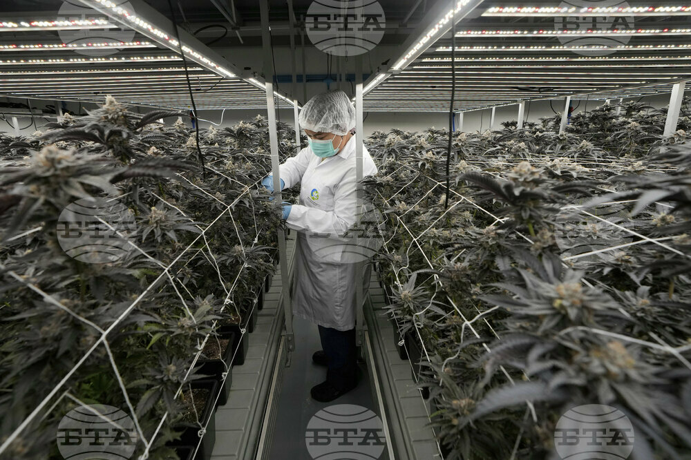 Thailand Cannabis