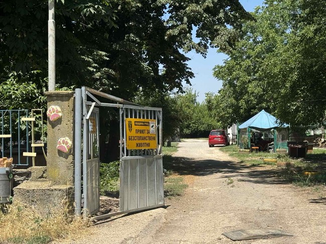 Общинският приют за безстопанствени животни в Русе търси ветеринарен лекар