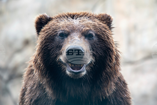 Нов инцидент с мечка в Румъния; популацията на хищните бозайници вече надхвърля 10 000